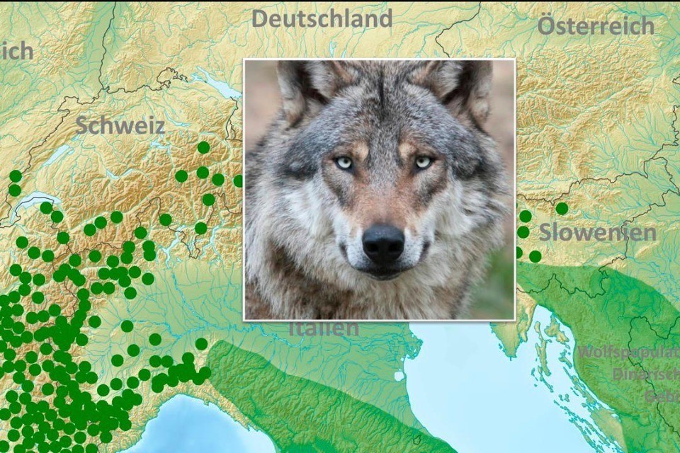 Immagine Gruppo Lupo Svizzera/Shutterstock