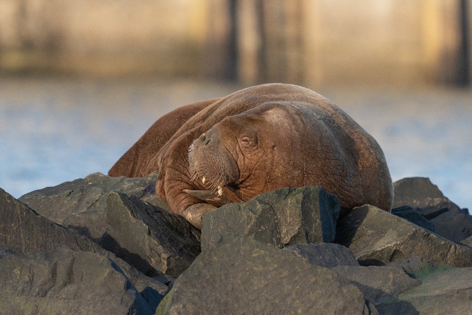 Immagine Shutterstock
