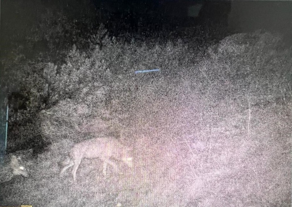 La fototrappola ha immortalato anche due lupi adulti. Immagine Dipartimento del territorio