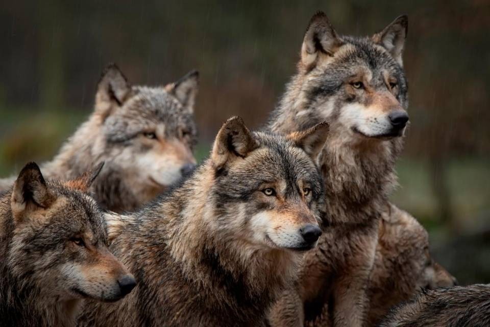 Immagine Shutterstock