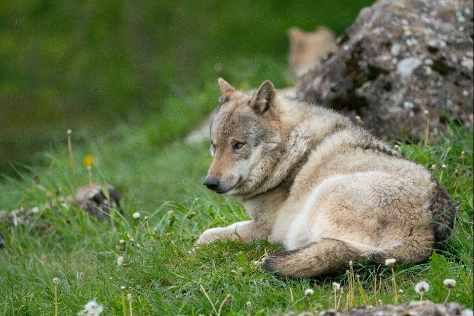 “Presenza del lupo nei villaggi quali rischi?”