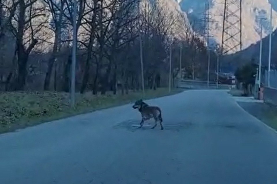 Screenshot Video