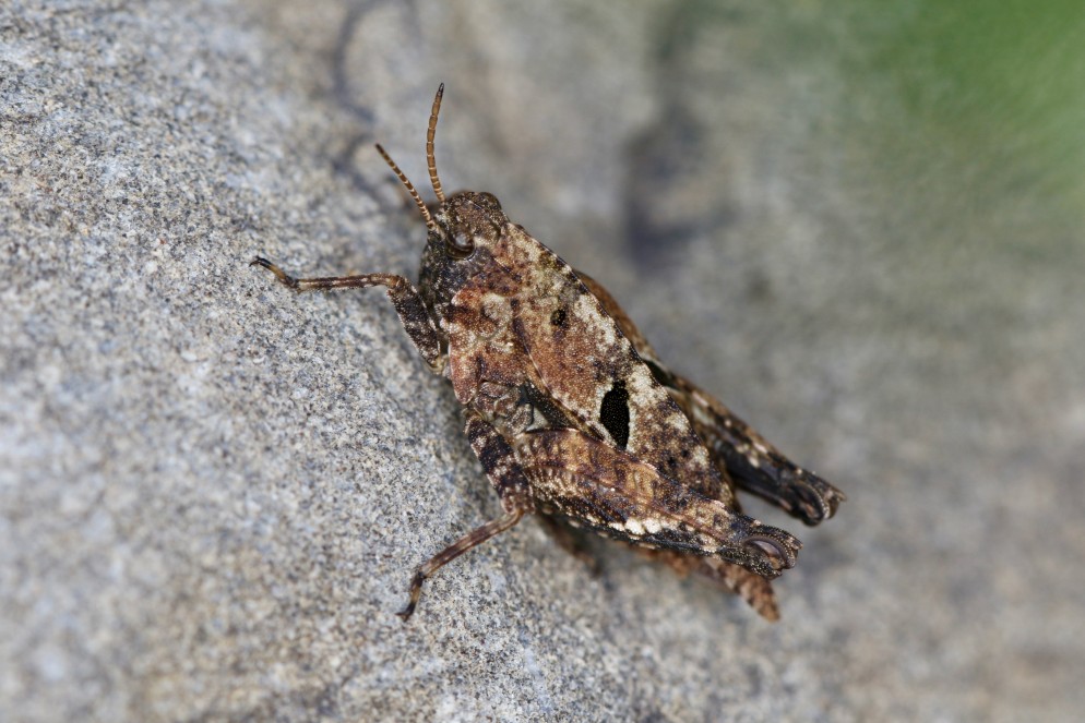 La diffusione del grillo a due macchie (Tetrix bipunctata), una specie più comunemente presente a quote medio-elevate, è calata negli ultimi 40 anni. Immagine: Felix Neff, Agroscope