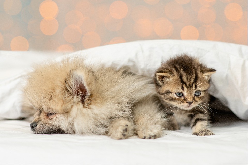 © Shutterstock