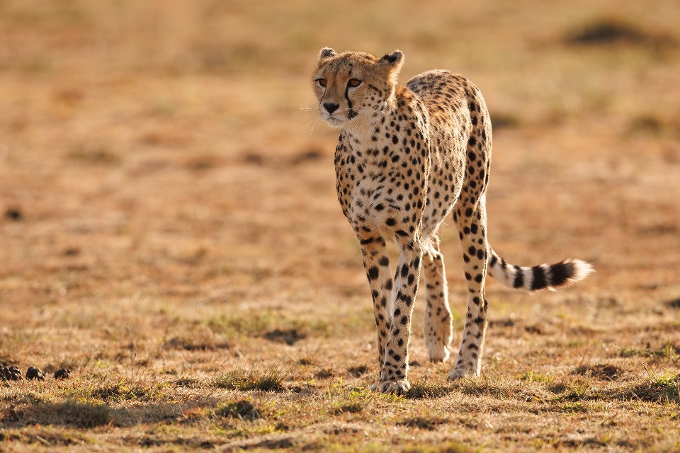 © Shutterstock