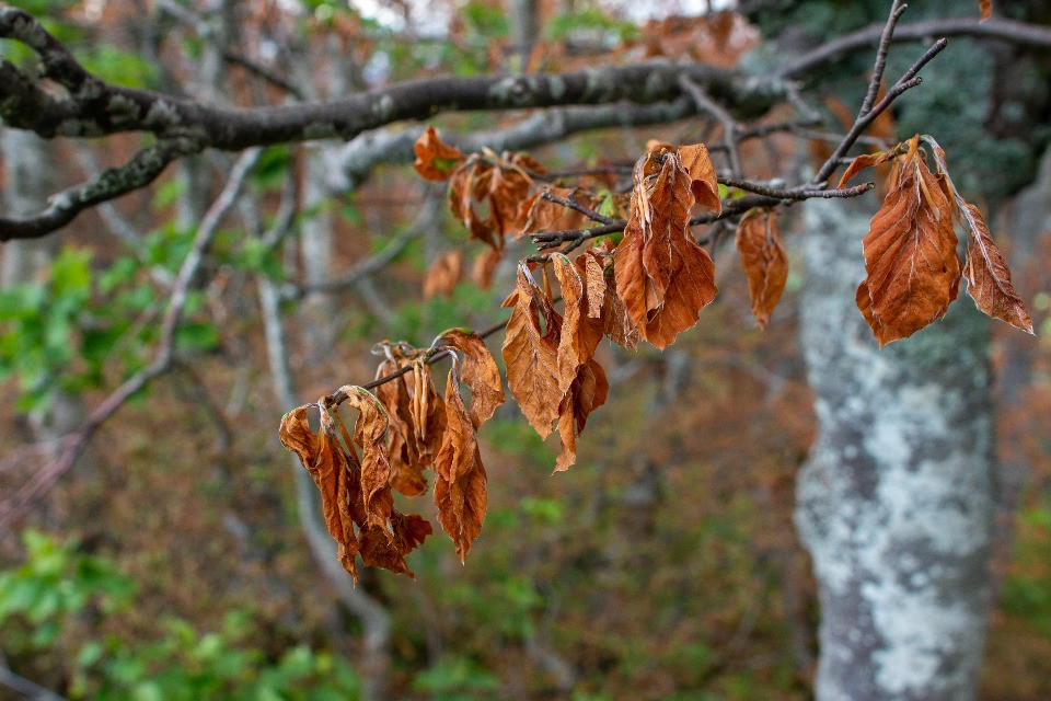 Gli Alberi Resistenti Alle Gelate Sono I Favoriti Per Affrontare I 
