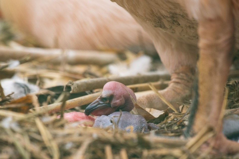 © Zoo Basel
