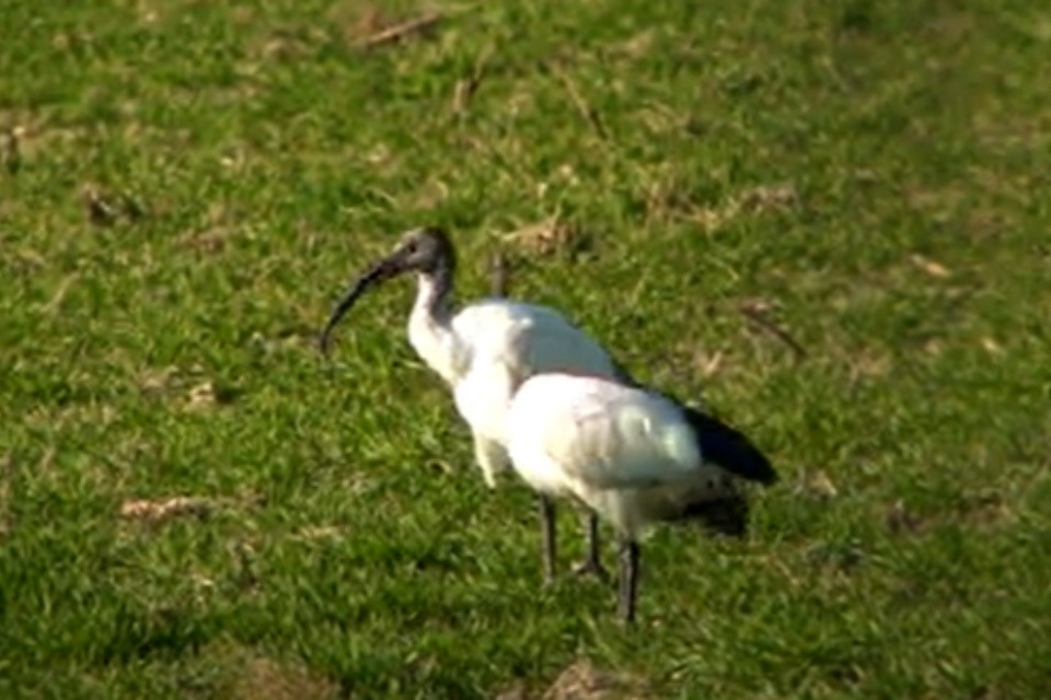 screenshot video