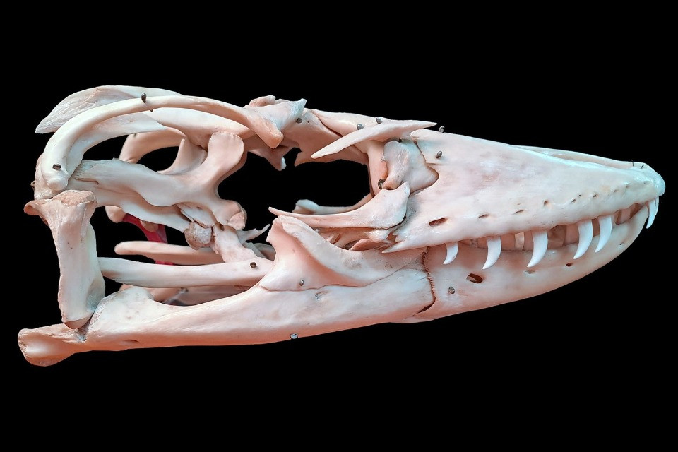 © Museo di storia naturale Basilea