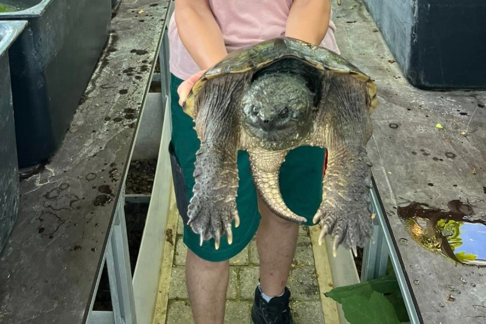 © Protection et Récupération des Tortues