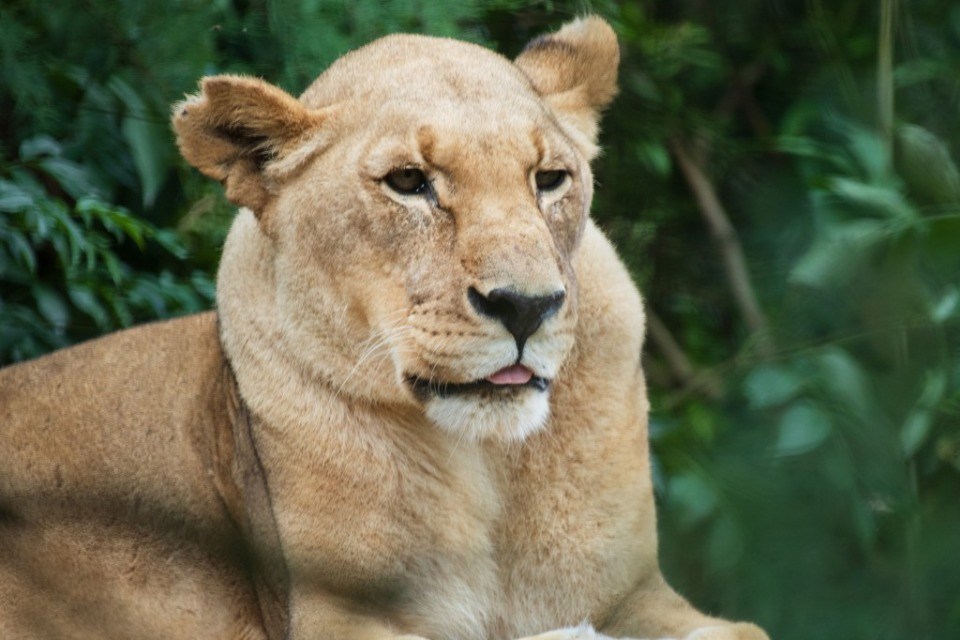© Zoo Basel