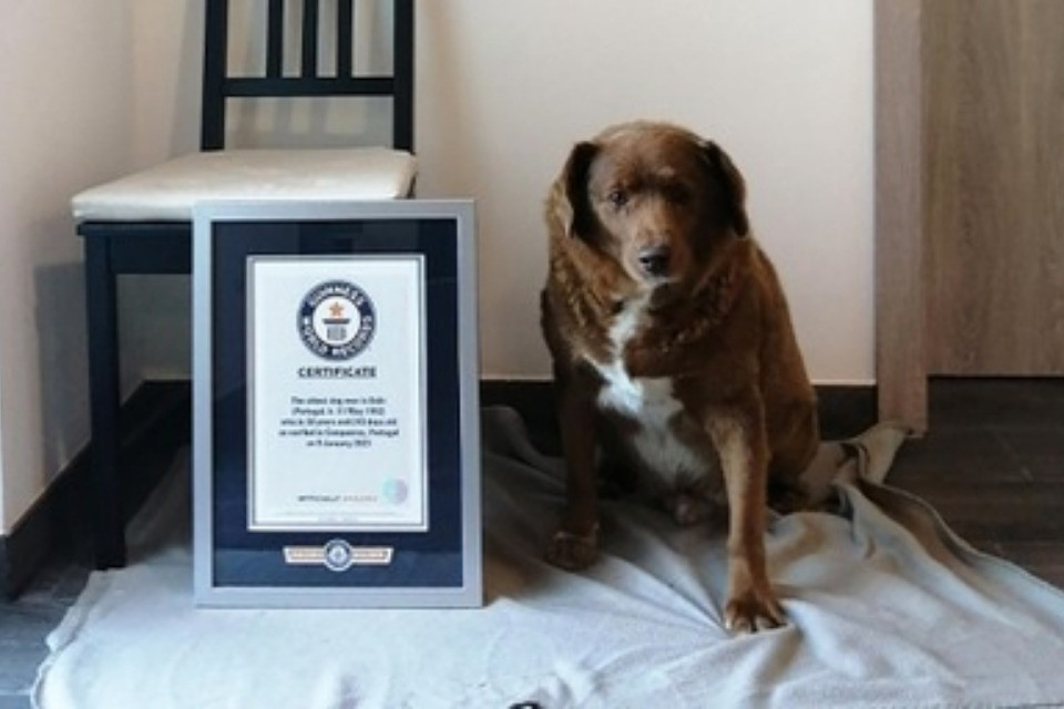 Immagine Guinness World Record