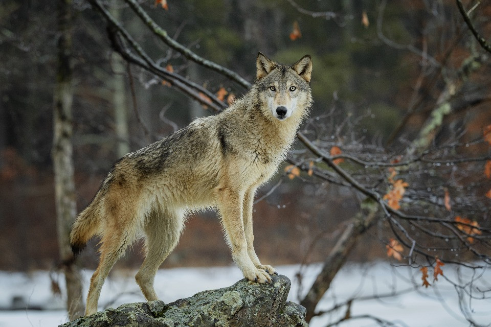 © Shutterstock