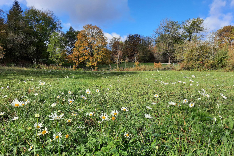 L'11 novembre, questo prato di margherite in fiore poteva essere osservato nella Fricktal accanto ai boschi autunnali. Foto: Regula Gehrig.