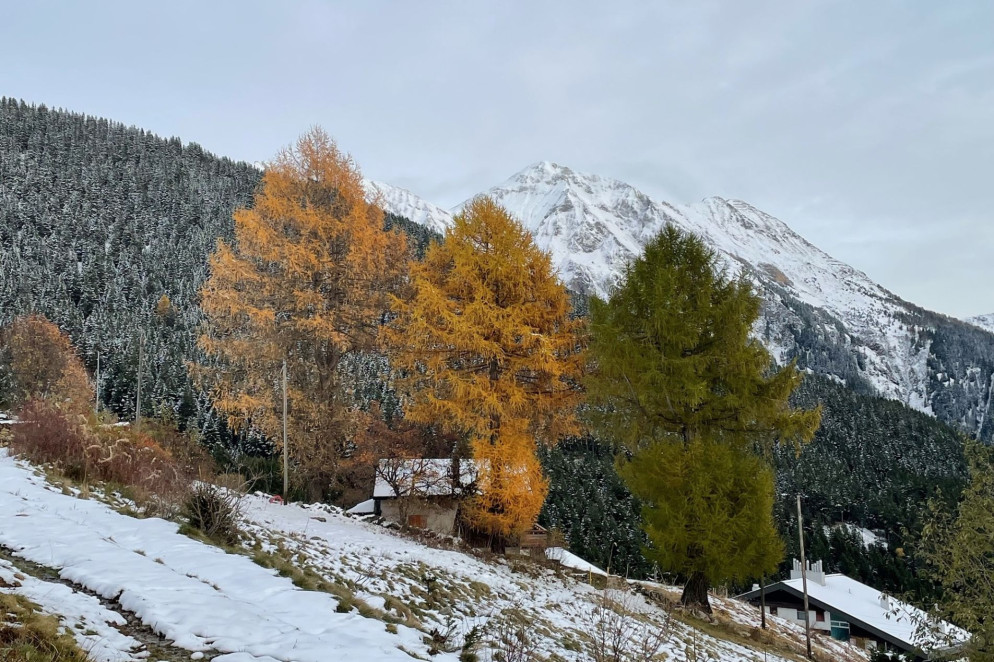 Tre larici a Carì a 1700 m in Leventina il 18 novembre. Foto: Luca Nisi.