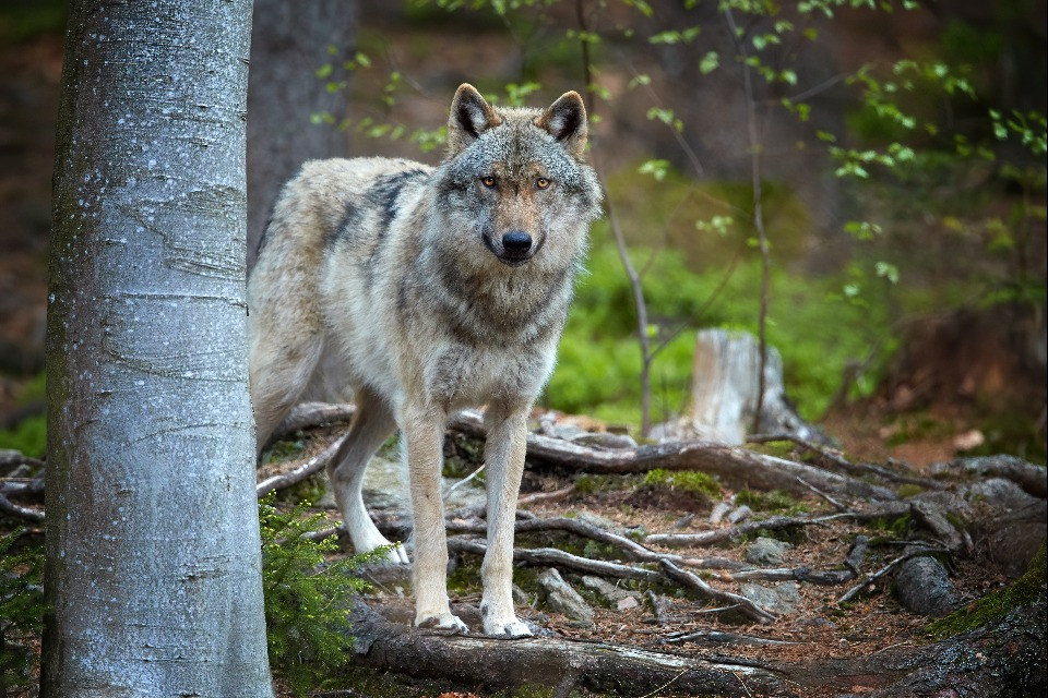 © Shutterstock