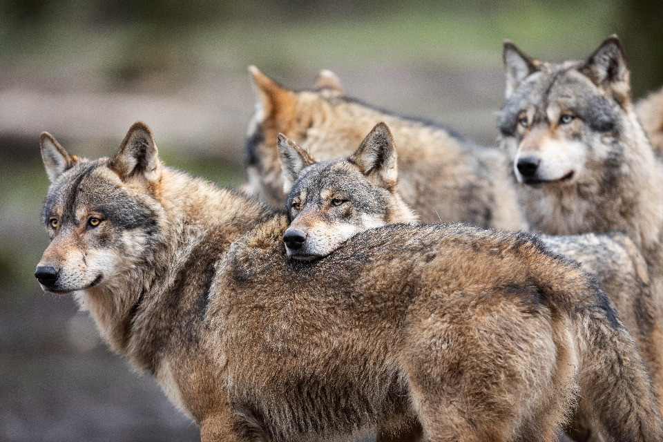 © Shutterstock