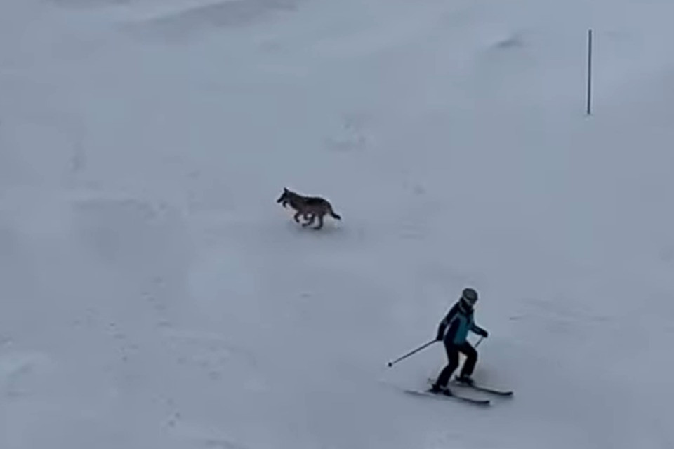 Screenshot video