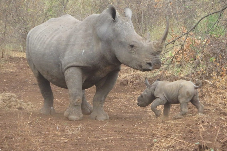 © Kenya Wildlife Service