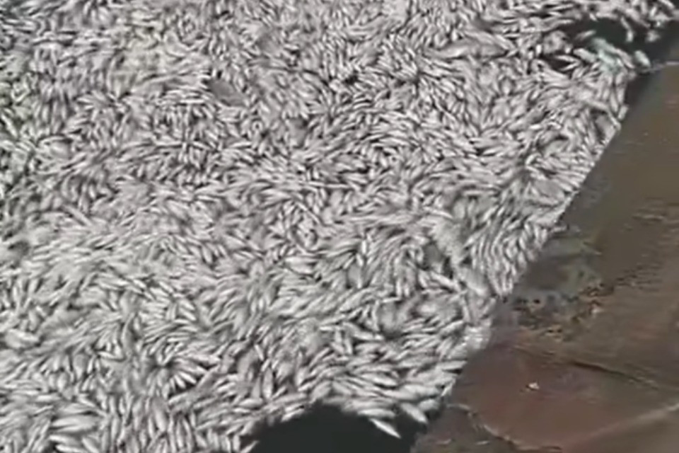 Screenshot video