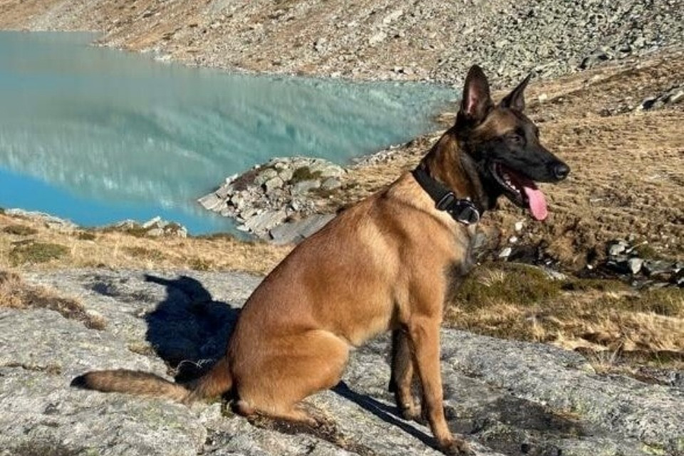Il cane Rocky. Immagine Polizia cantonale VS