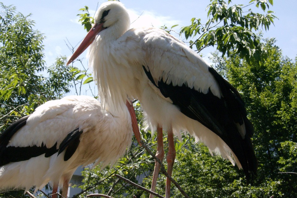 Foto: Nicola Demaldi