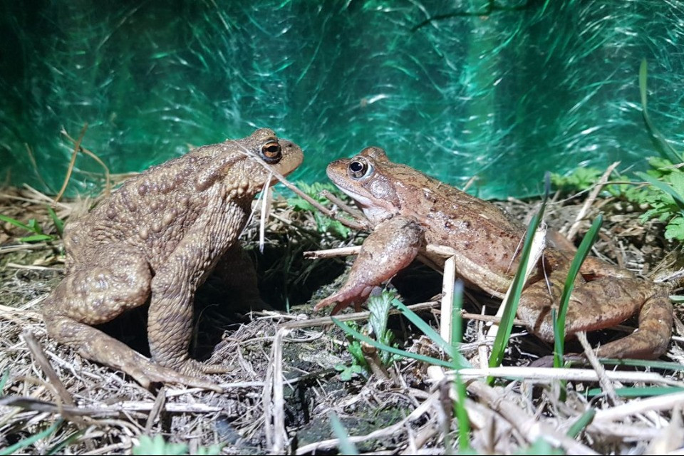 © Nicole Santi, biologa e collaboratrice Karch salvataggio anfibi