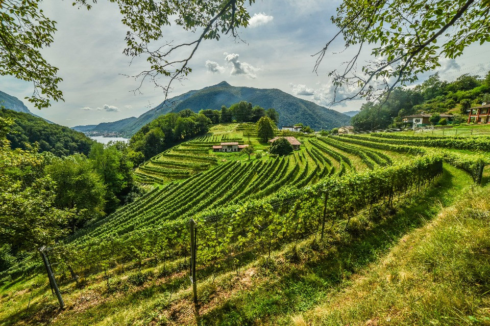 © Azienda Agricola Bianchi