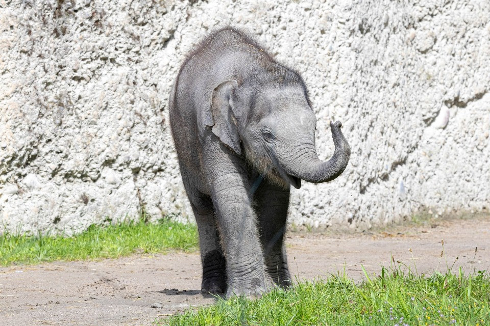 © Zoo Zurigo - Enzo Franchini