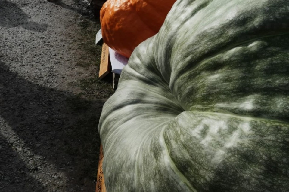 La zucca vincitrice dello scorso anno, che pesava 727.5 kg © Instagram flospumpkins