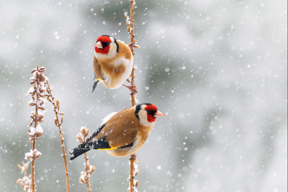 © BirdLife Svizzera