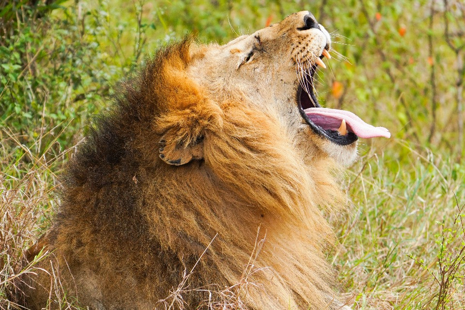 © Shutterstock - Oloshipa