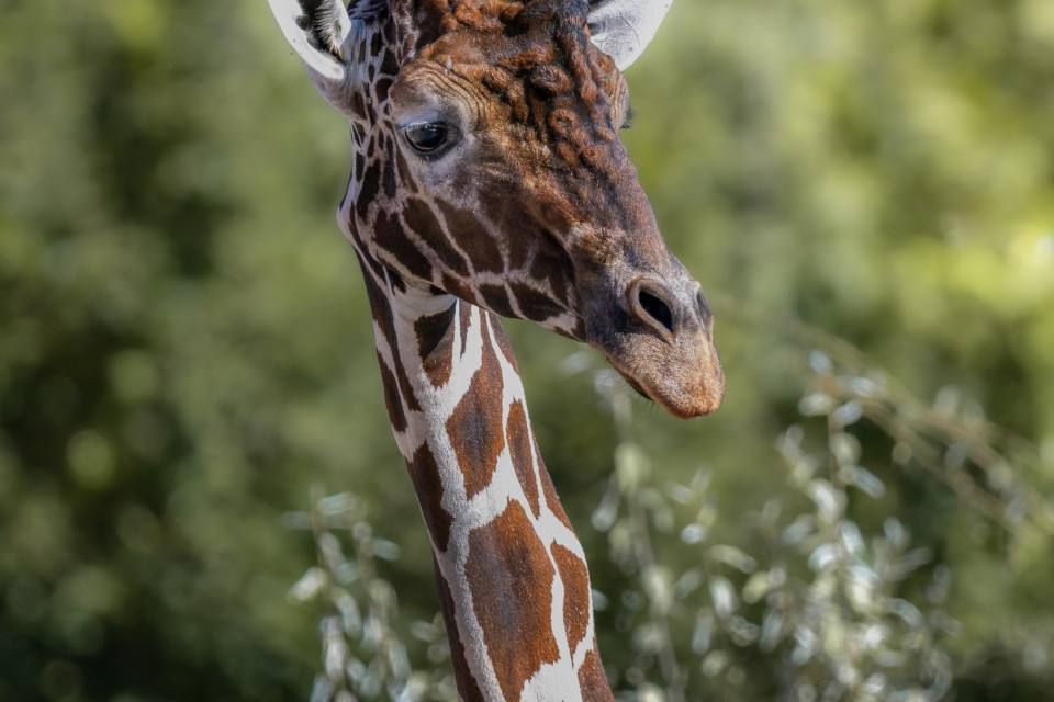 © Zoo di Zurigo