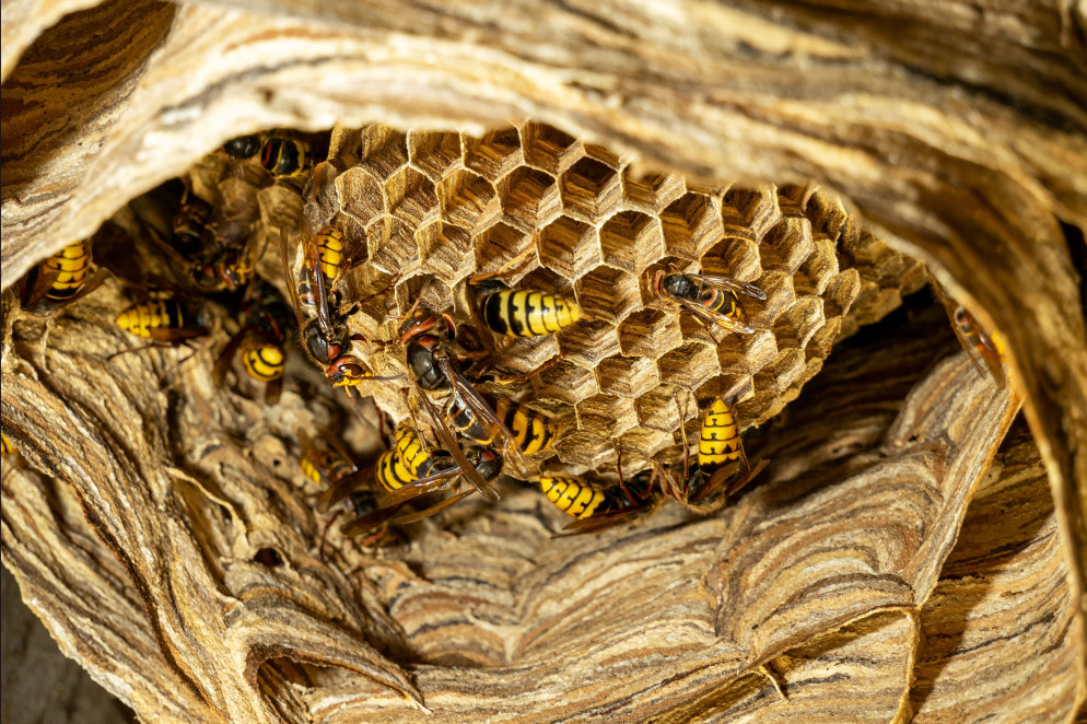 Il nido del calabrone asiatico. © Shutterstock