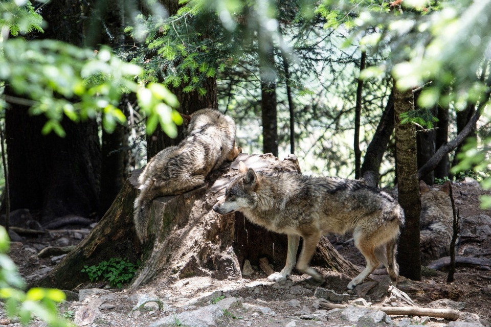 © KEYSTONE (Jose Nicolas / Hans Lucas)