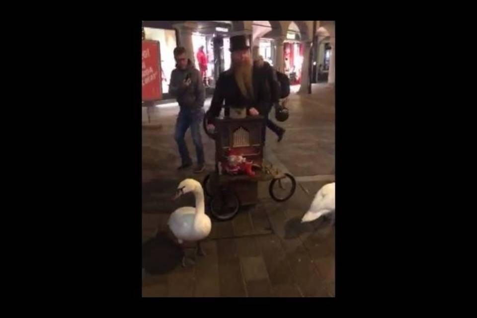 E Jörg suona dai cigni!