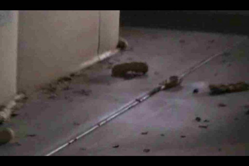 Cucine da incubo: pietanze tra gli escrementi di gatti e topi