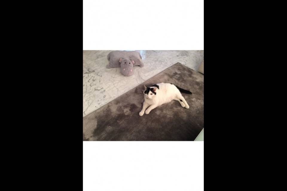 Gatto sbranato a Rancate