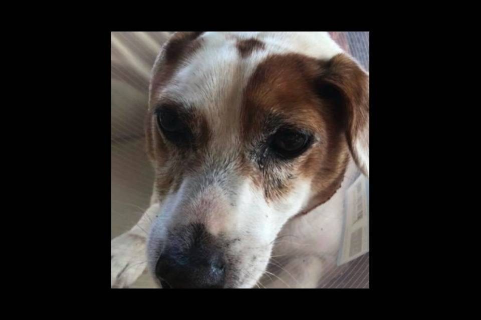 "Tagliato l'orecchio del mio cane, ma come si fa..."