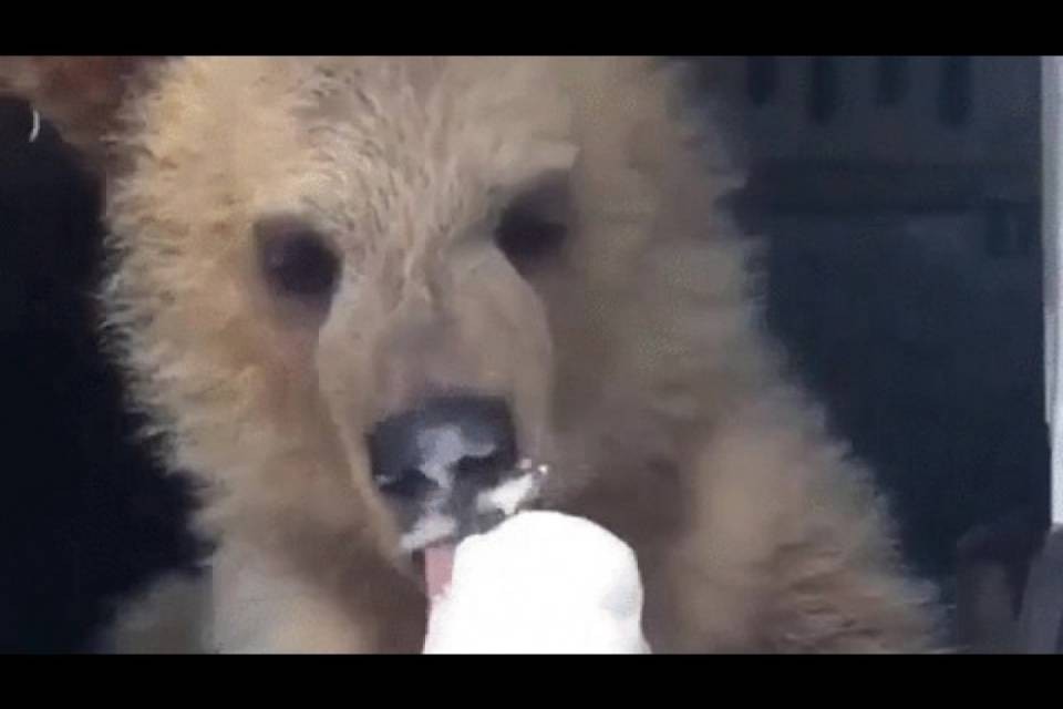 Allo zoo di Servion orsi mangiano gelati giganti