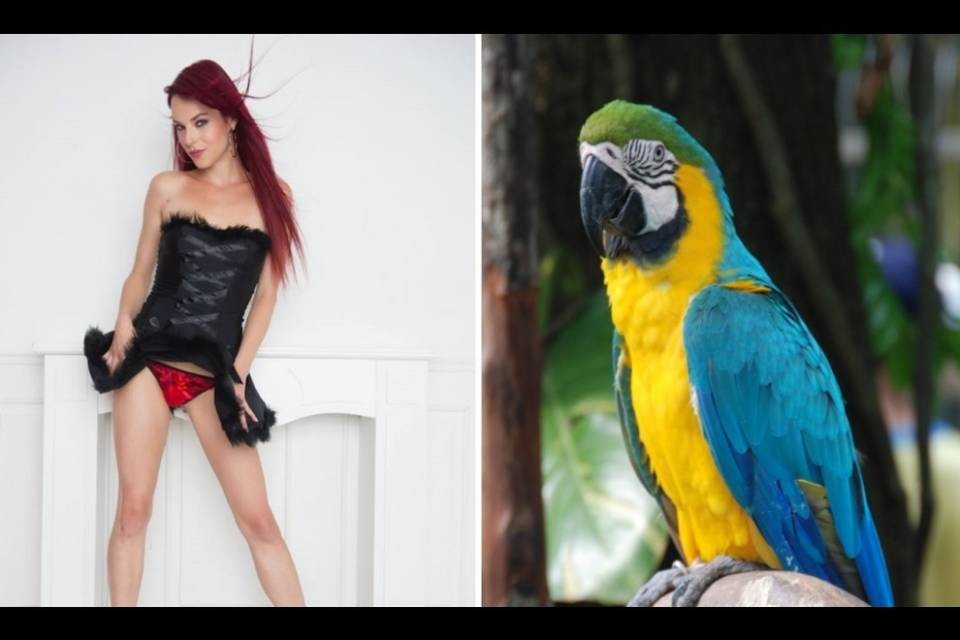 Ex candidata Miss Svizzera ruba un uccello