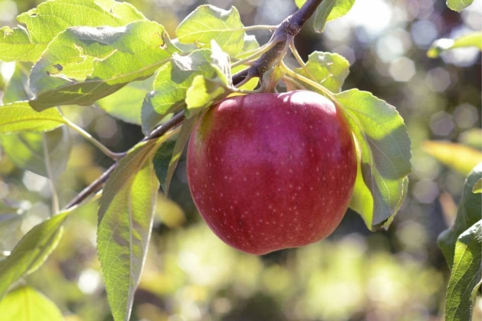 Danni da gelo? Frutta e bacche... assicurate