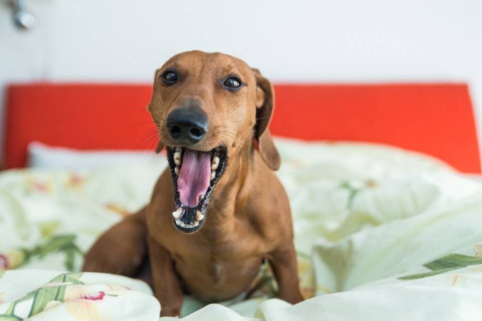 Imbarcano un cane sull'aereo sbagliato