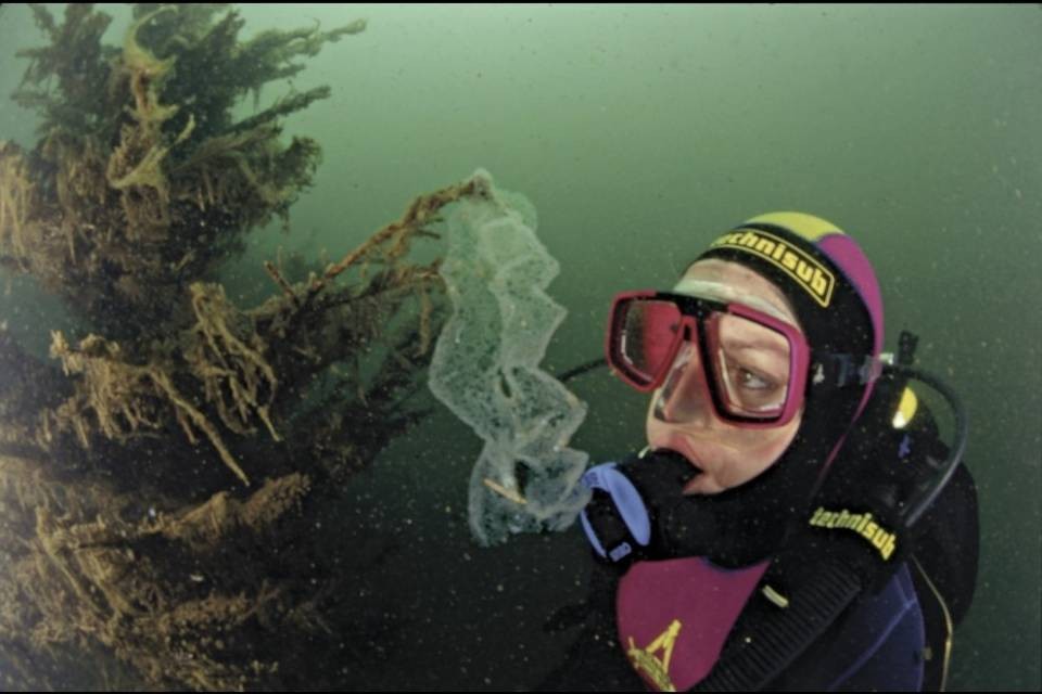Raccolta di alberelli di Natale per nidi di pesce persico