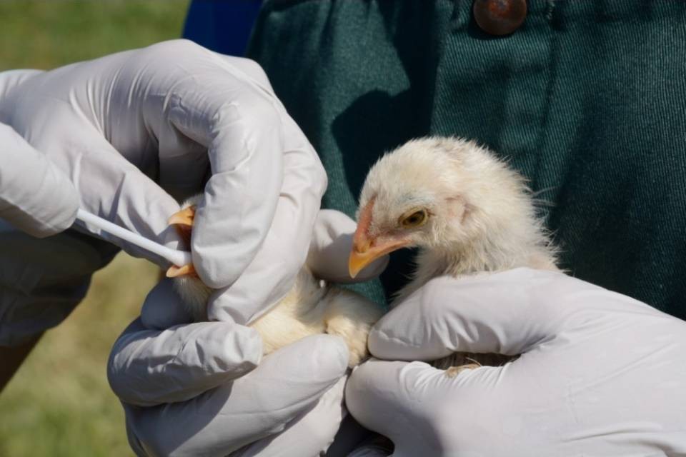 In Cina spunta anche l'aviaria