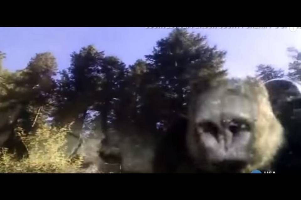Se l'orso si chiude in macchina