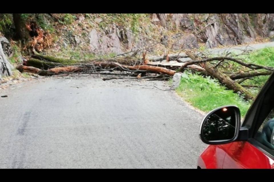 Una pianta cade ostruendo la strada cantonale a Vico Morcote