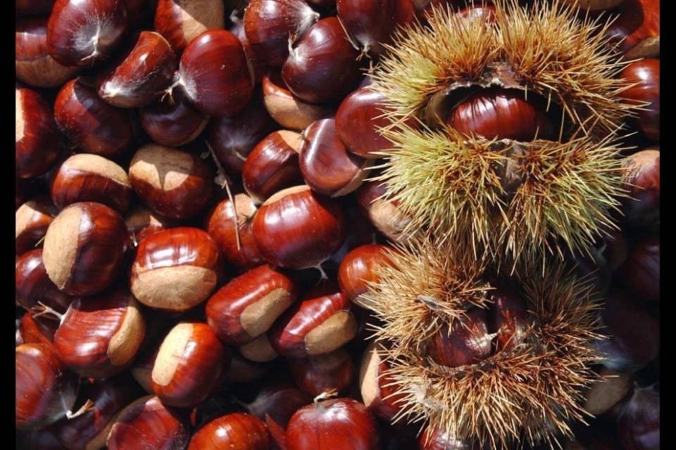 "Siamo già a più di 10 tonnellate di castagne"