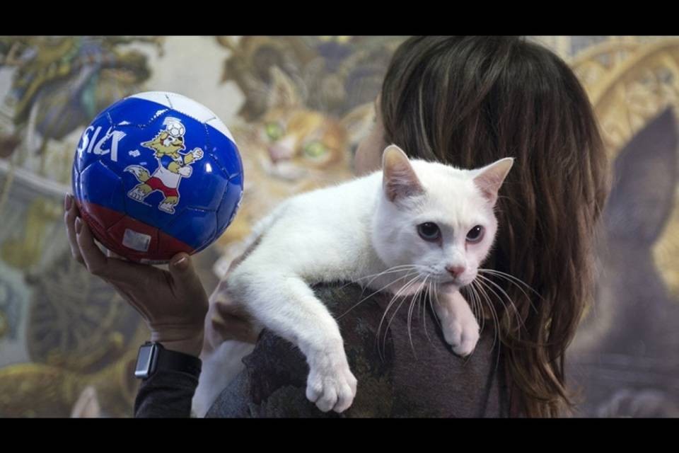 Achille, il gatto veggente russo