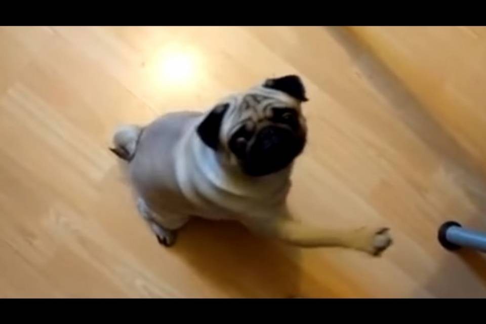 Insegna il saluto nazista al cane, condannato
